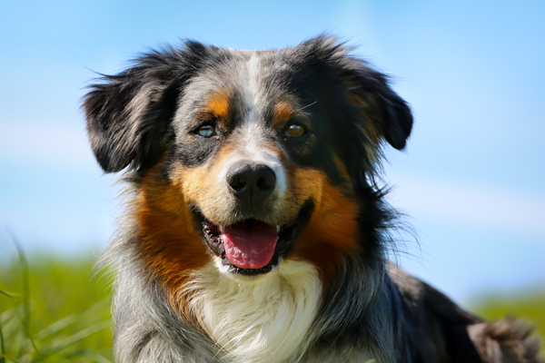 TriColored Dog Smiling