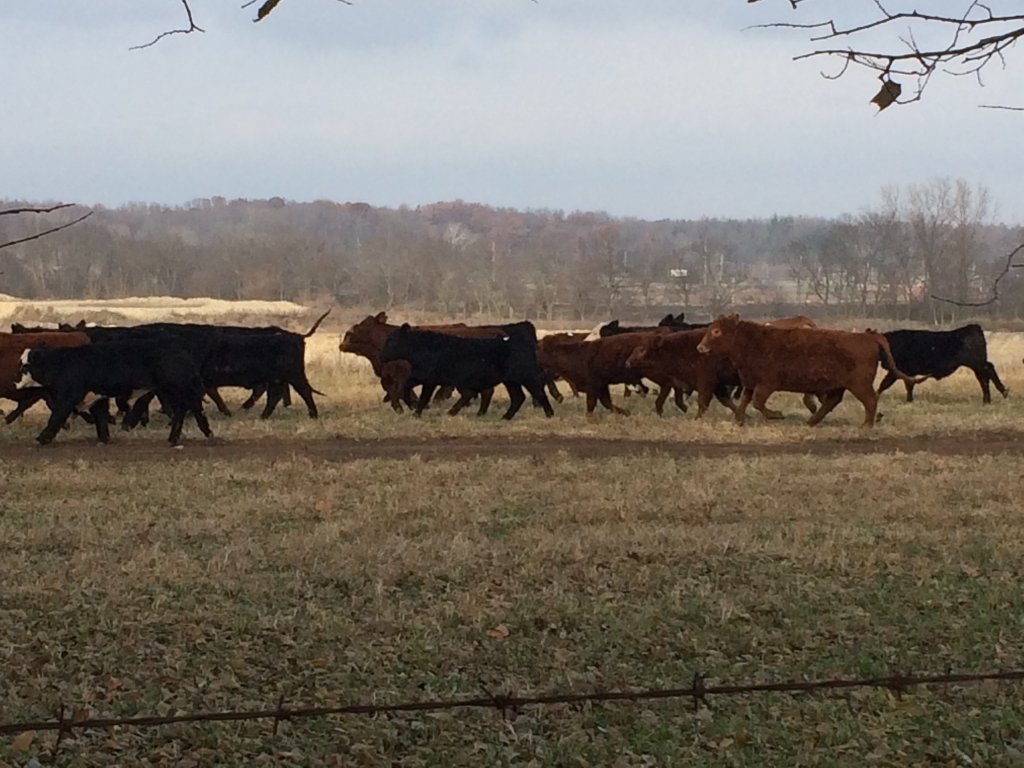 Herd of Cattle in Field